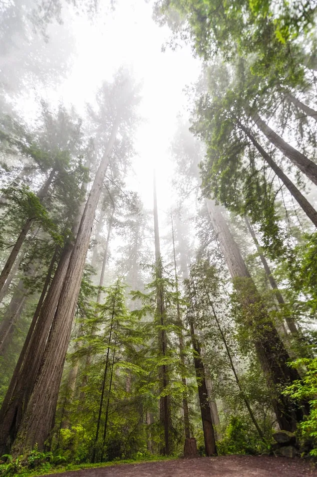 Redwood National Park