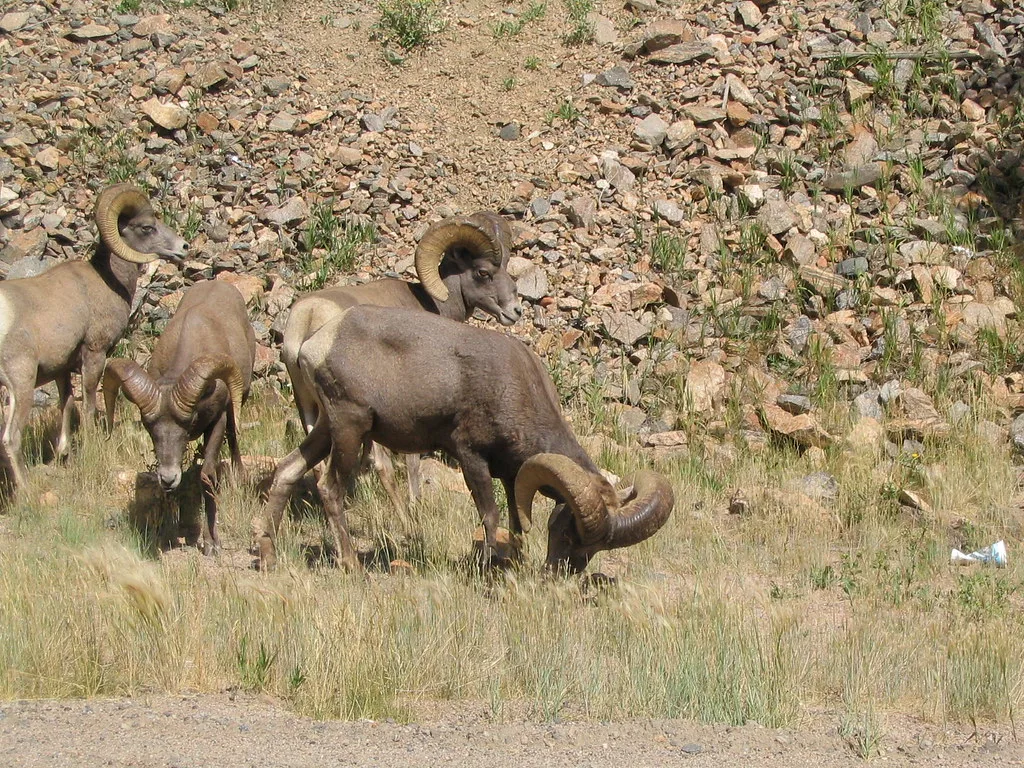 Rocky Mountain Bighorn Sheep, Interstate 70 Near Georgetown, Colorado