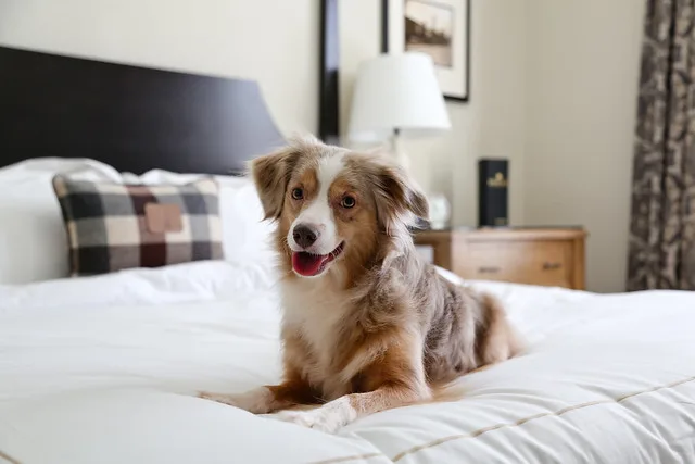 Happy Laika on Bed at Taconic, Kimpton Hotel