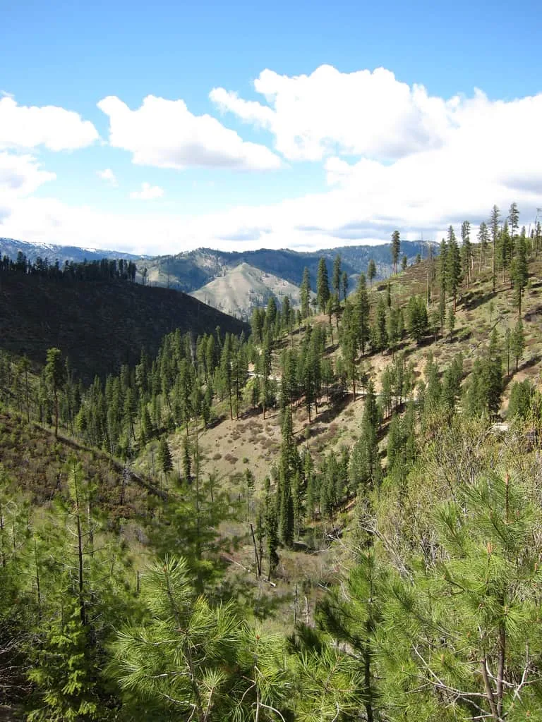 File:Boise NF Idaho.jpg - Wikimedia Commons