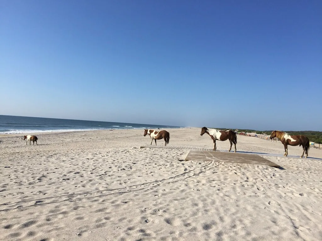 Assateague Island National Seashore