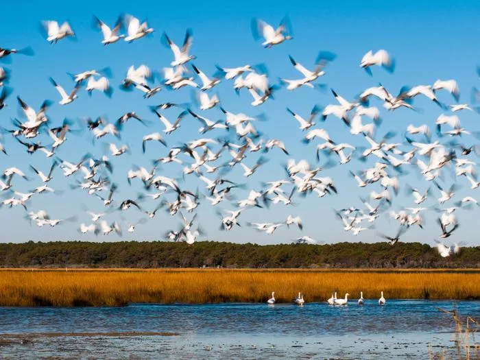 Chincoteague National Wildlife Refuge, Virginia - Recreation.gov