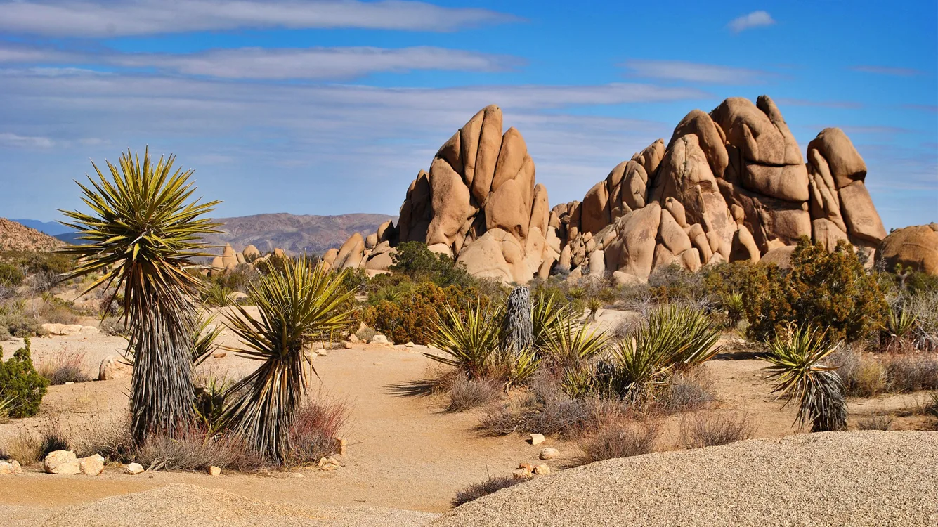 All About Joshua Tree National Park | Wildland Trekking Blog
