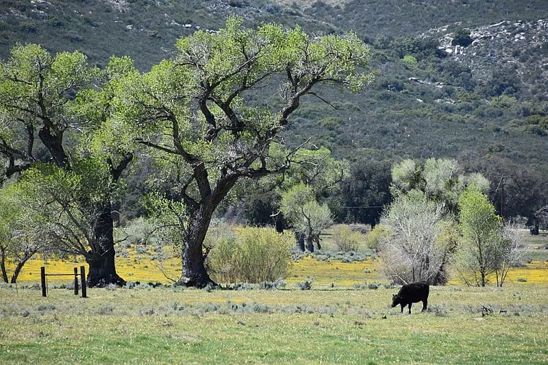 File:Boulder Oaks Campground.jpg
