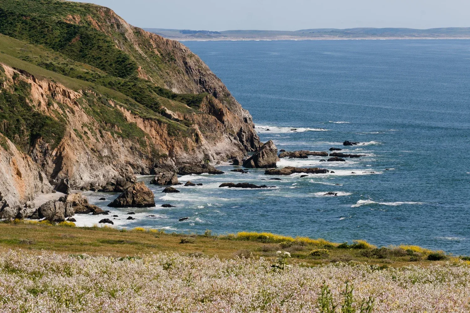Point Reyes Tomales Point Wildflowers