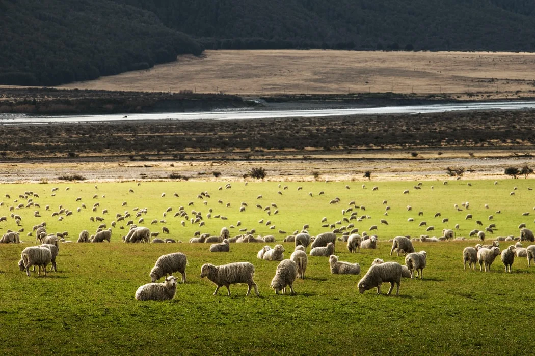New Zealand cattle