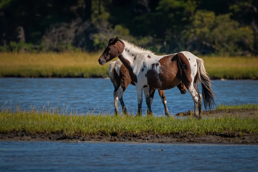 Wild Ponies of Chincoteague