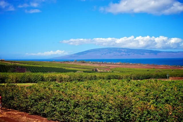 MauiGrown Coffee Tour