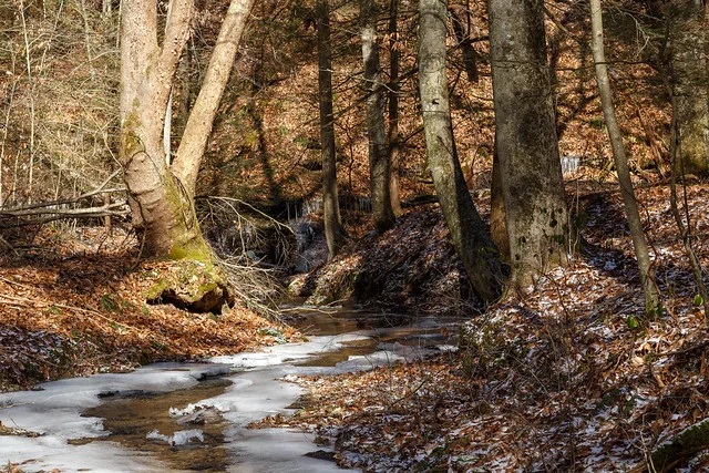 Small creek in Polly Hollow