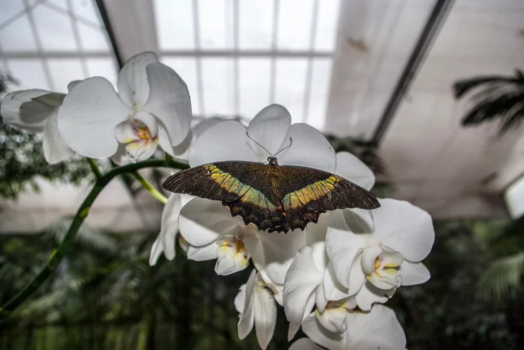 Bordano - Butterfly House
