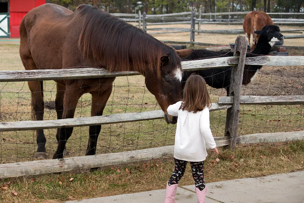 Bluebird Gap Farm Hampton Virginia horses