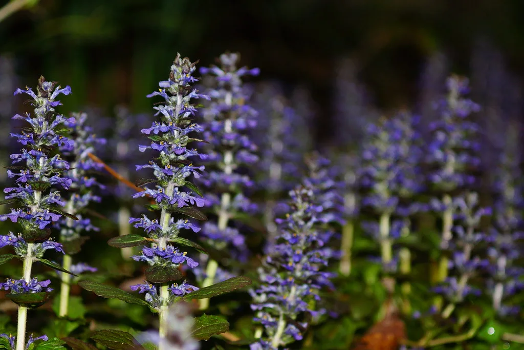 Straight out of camera - Edith J. Carrier Arboretum - 8