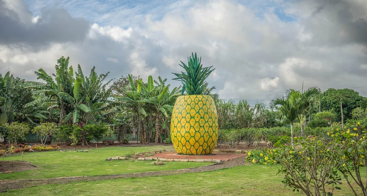 Free Pineapple Decoration Dole Plantation photo and picture