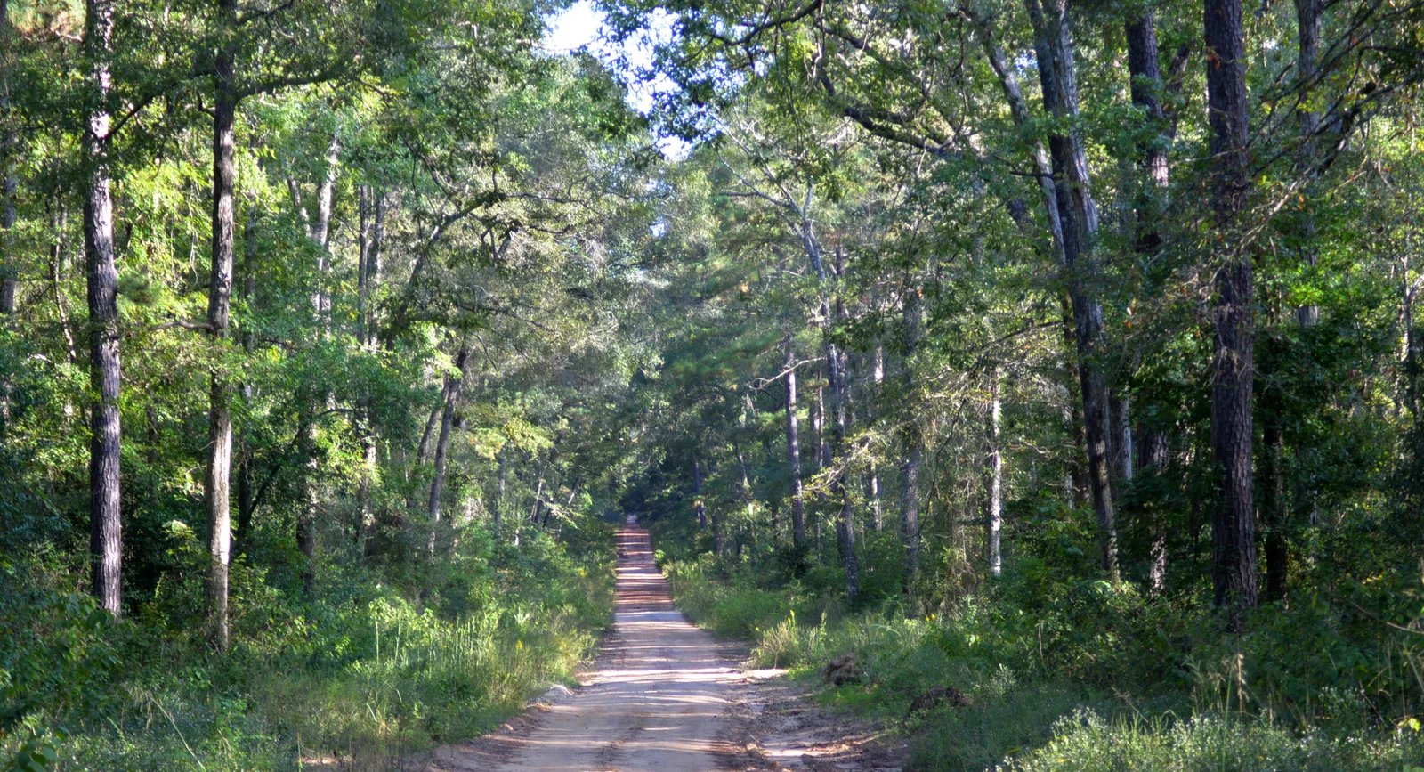 File:Sam Houston National Forest, San Jacinto County, Texas, USA (October 2017).jpg - Wikimedia Commons