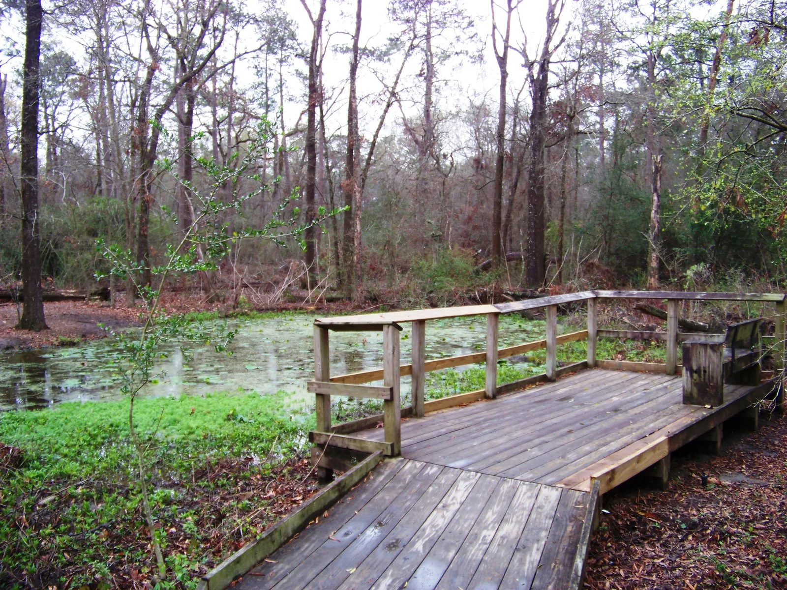 File:Houston Arboretum and Nature Center - panoramio - Idawriter (1).jpg - Wikimedia Commons