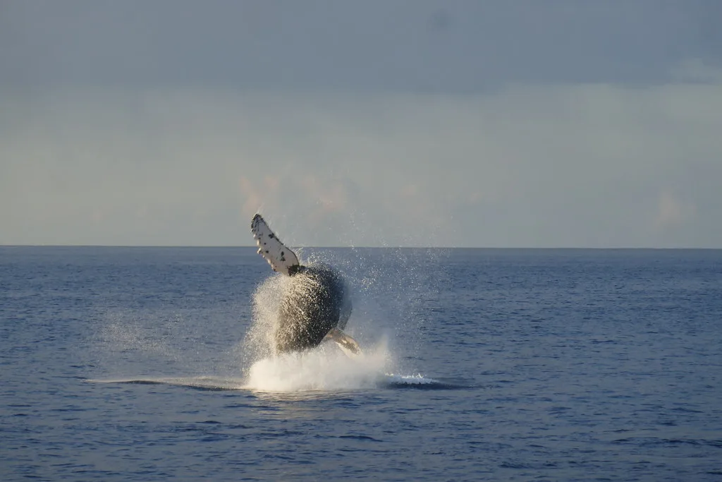 2022–15 January–Whale-watching from Lahaina Bay, Maui