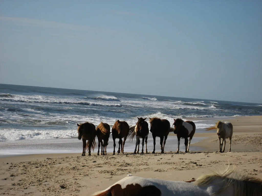 Wild Horses - Assateague Island National Seashore