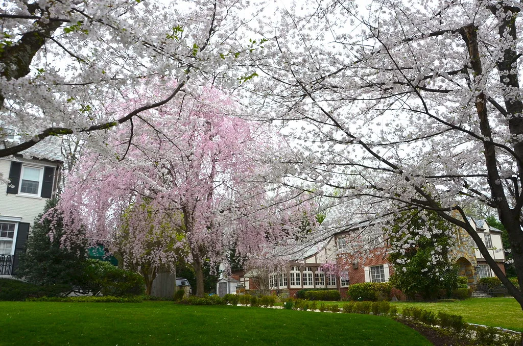 Beauty of Kenwood