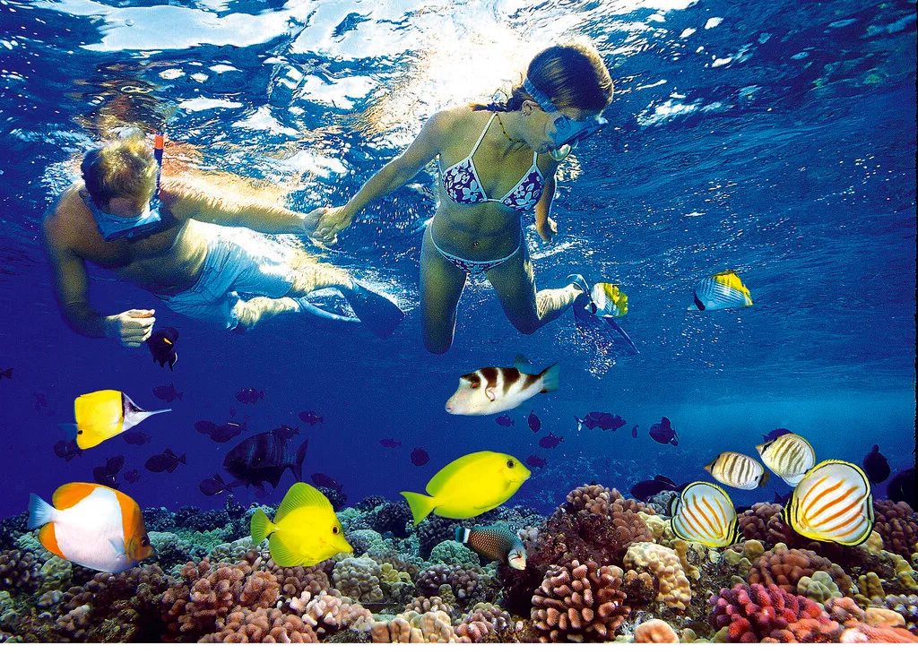 Coral Gardens Snorkel Trip