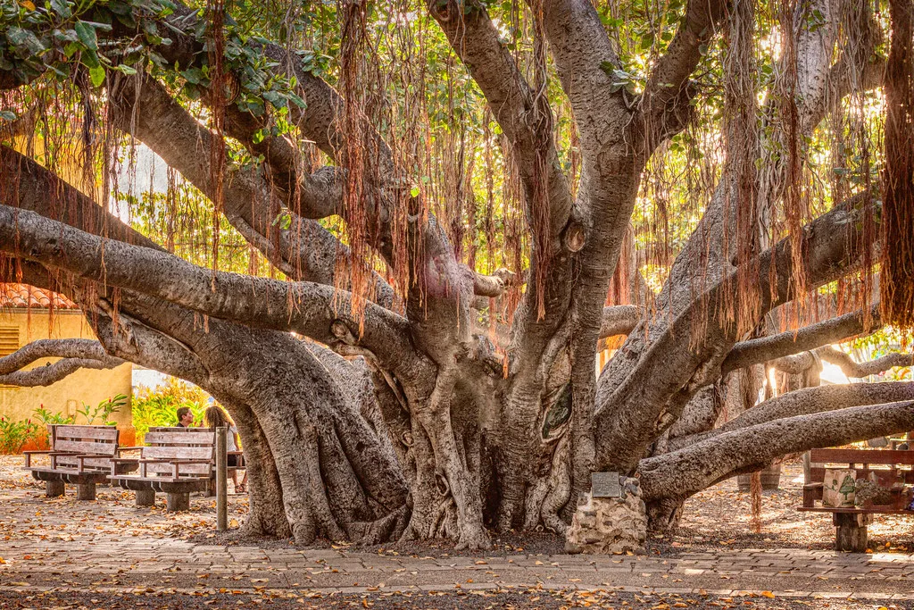 Banyan tree in Lahaina, Maui