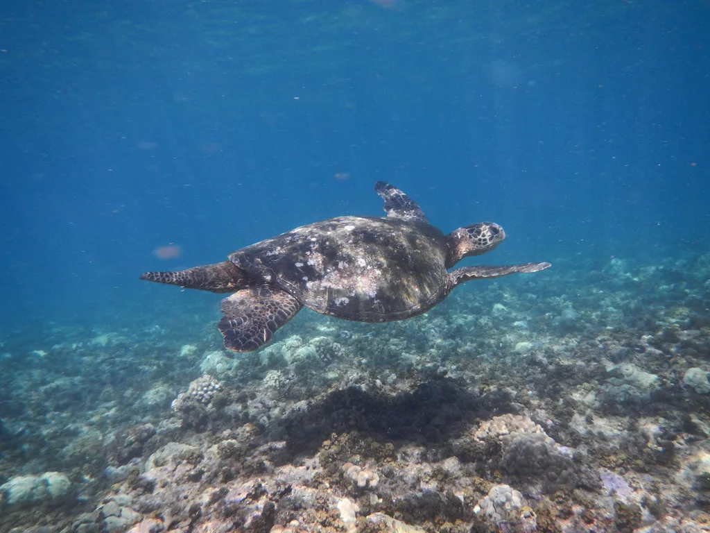 Snorkeling in Honolua Bay, Maui