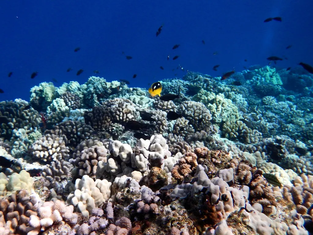Snorkeling at Molokini Crater, Maui