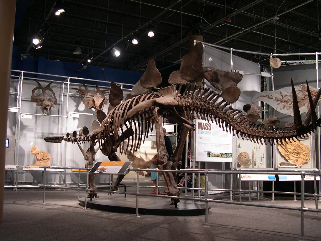Stegosaurus skeleton