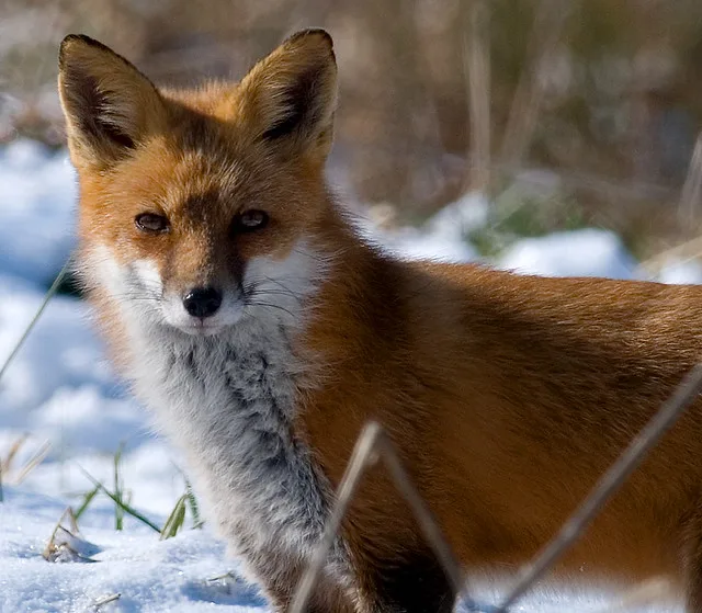 Red Fox, 11/08, East Goshen Park, PA