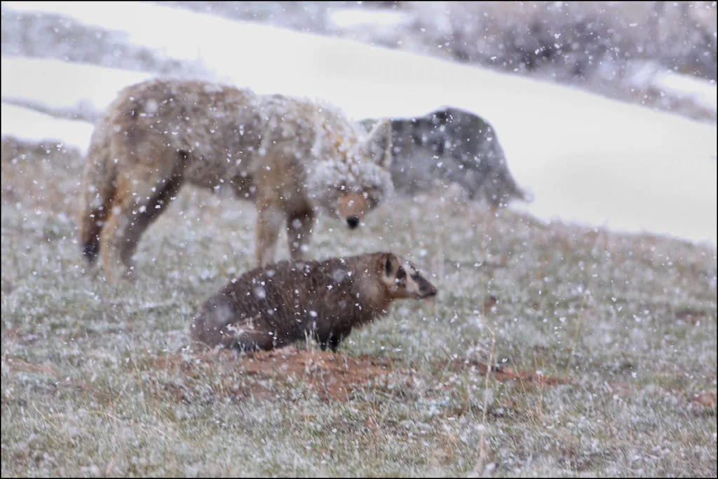 Badger vs. Coyote!