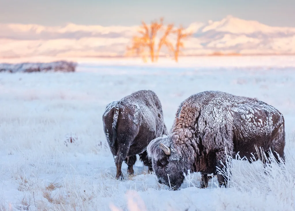 Bison
