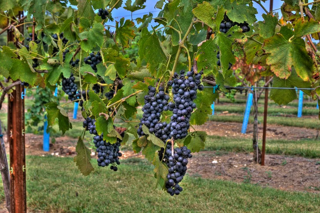 Syrah Grapes - Arrington Vineyards