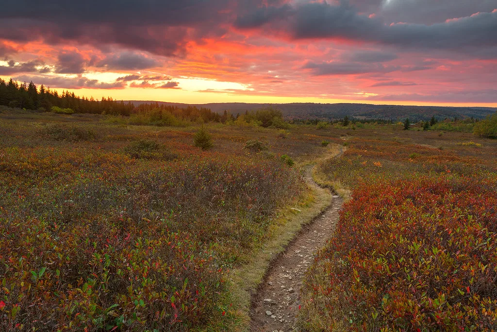 Dolly Sods Twilight Trail