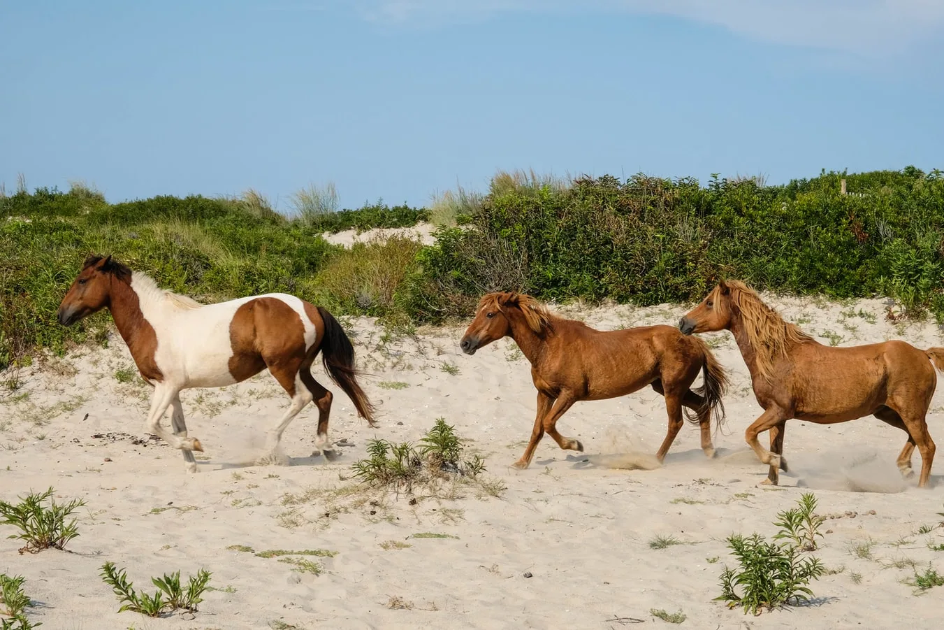 Assateague State Park