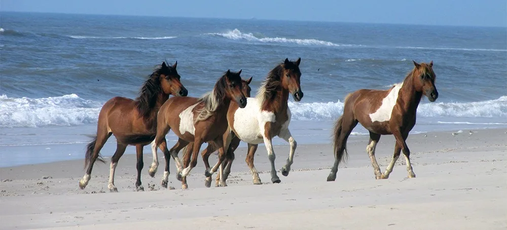 Assateague’s Wild Horses - Assateague Island National Seashore (U.S. National Park Service)